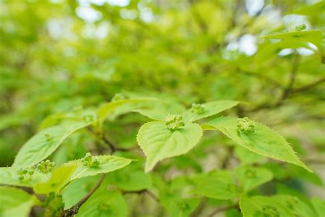 室外耐陰植物|日陰でも育つ木23選。低木や鉢植え、目隠しにおすすめの種類